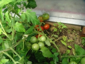 Счастливые обладатели теплиц Счастливые обладатели теплиц