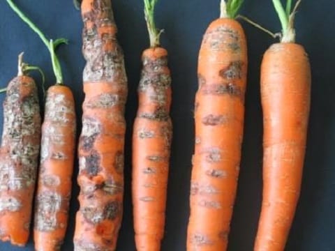 фомоз моркови