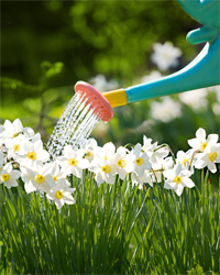 лейка лейка