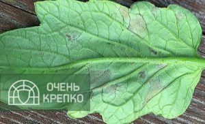 Фитофтороз на листе